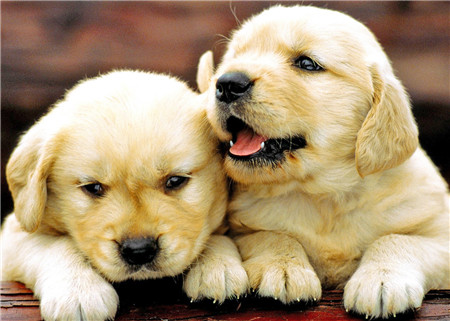 Golden Retriever (Canis familiaris), two puppies resting on a log